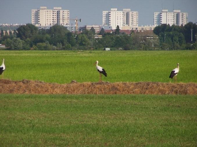 Cascina Battivacco Villa มิลาน ภายนอก รูปภาพ